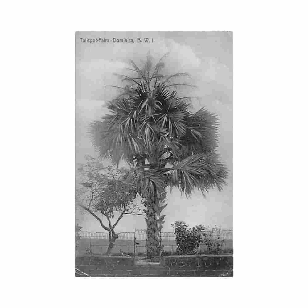 dominica talispot palm suffered water damage hotel de paz Vintage A4 Photo Print