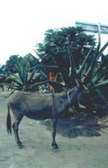 donkey agave field Vintage A4 Photo Print