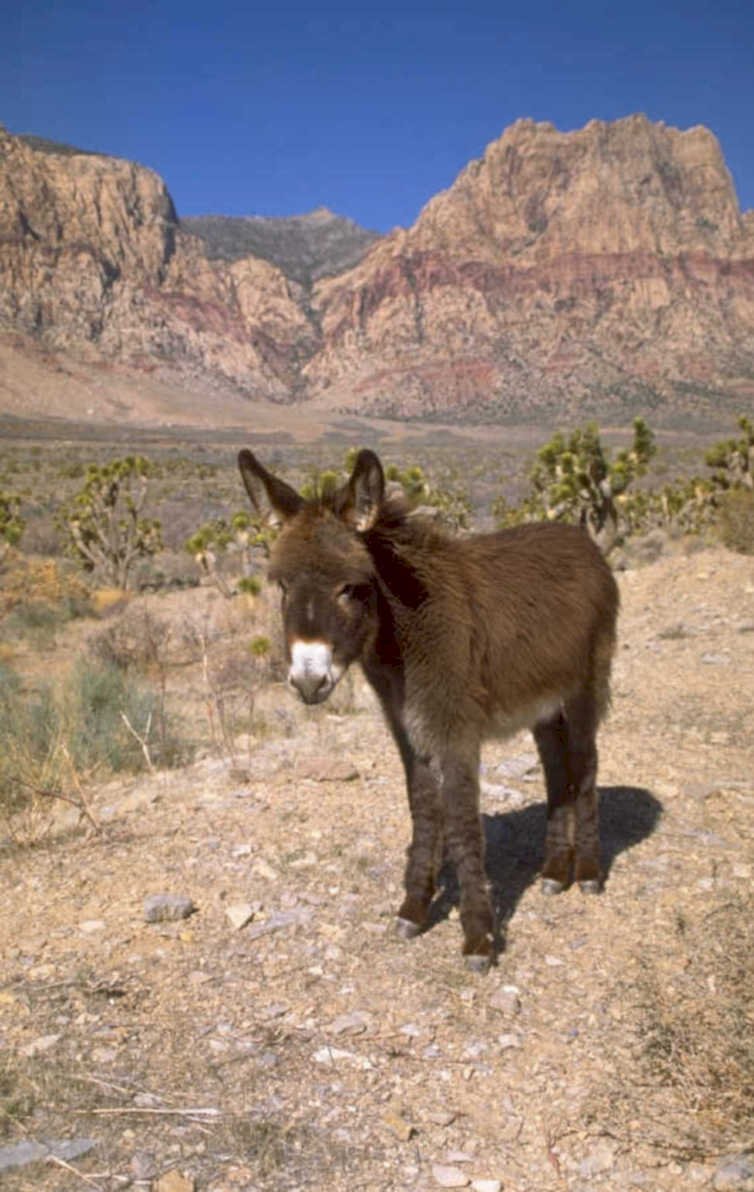 donkey joshua tree 1980s 1990s A4 Photo Print