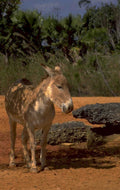 donkey landscape puerto 1980s 1990s A4 Photo Print