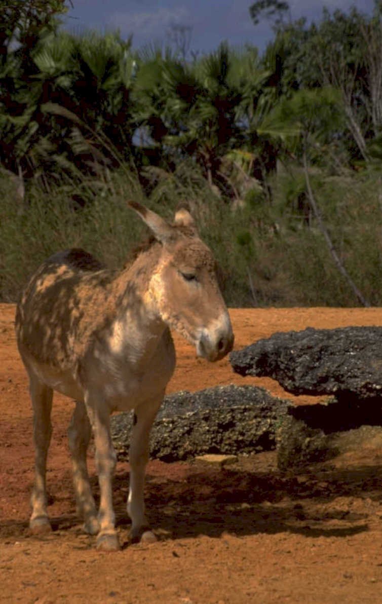 donkey landscape puerto 1980s 1990s A4 Photo Print