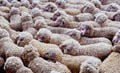 dorset sheep field1980s 1990s A4 Photo Print