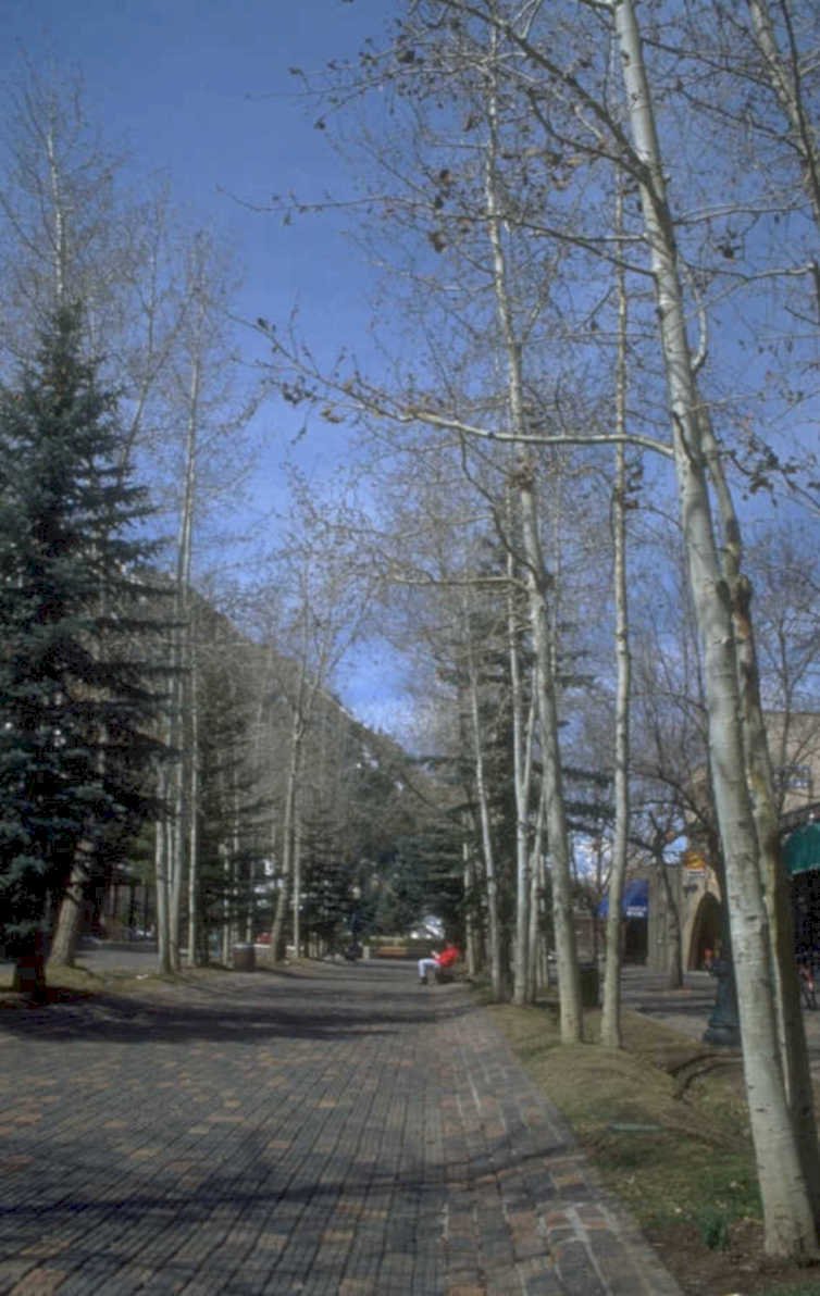 downtown aspen street 1980s 1990s A4 Photo Print