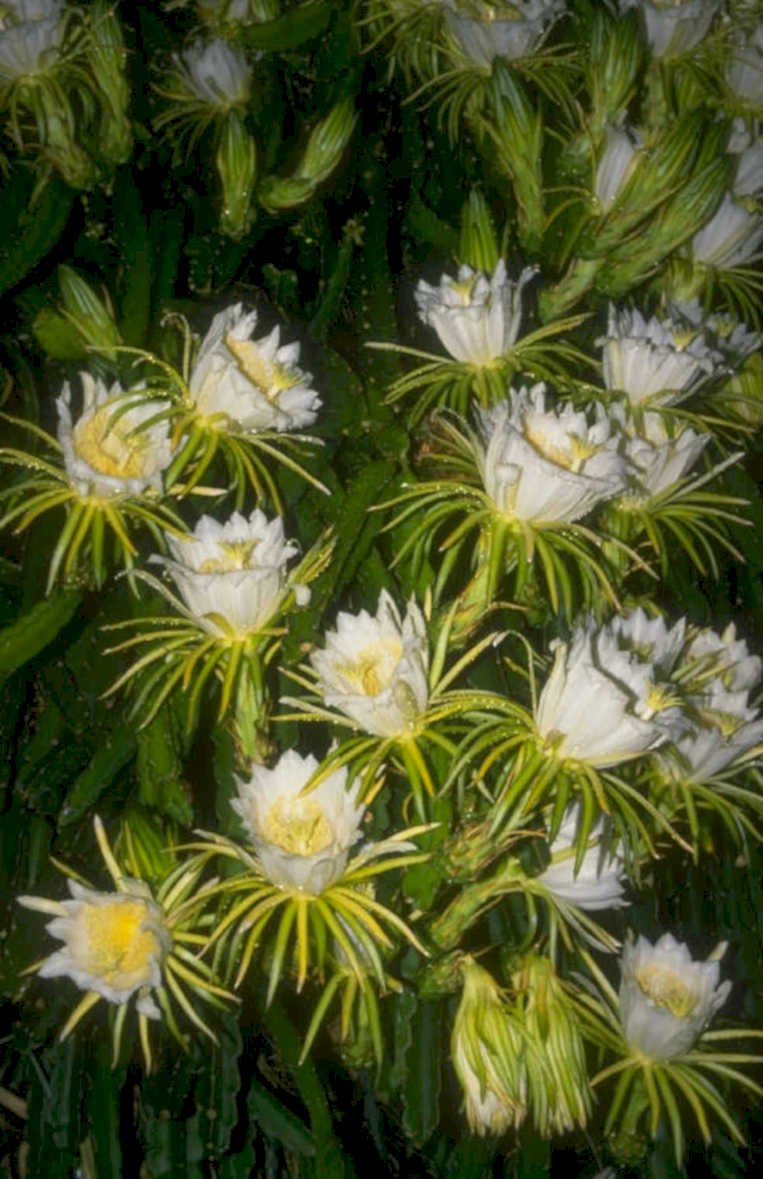 dragon fruit flowers 1 1980s 1990s A4 Photo Print