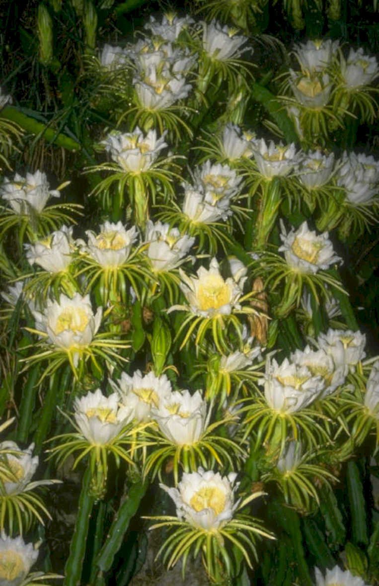 dragon fruit flowers 2 1980s 1990s A4 Photo Print