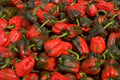 dragon peppers redmaroon 1980s 1990s A4 Photo Print