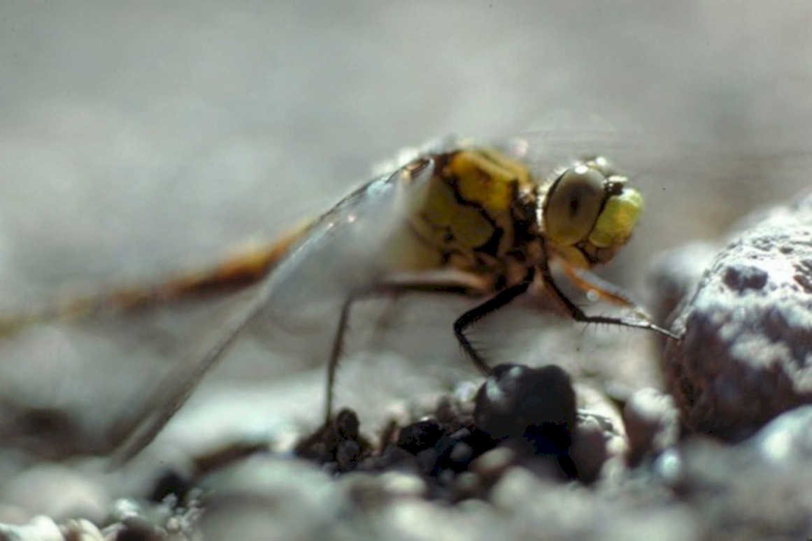 dragonfly larva naiad1980s 1990s A4 Photo Print