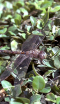 dragonfly leaves thyme Vintage A4 Photo Print