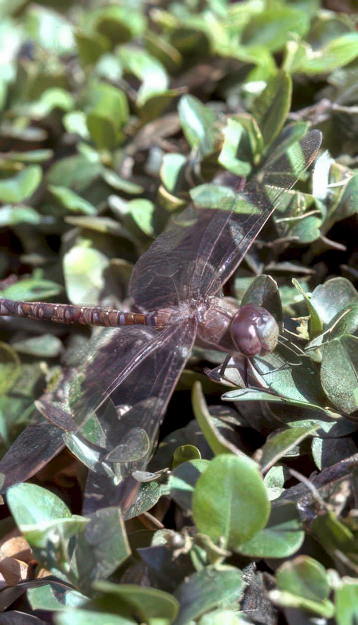 dragonfly leaves thyme Vintage A4 Photo Print