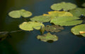 dragonfly lilypad pond GIGA 2
