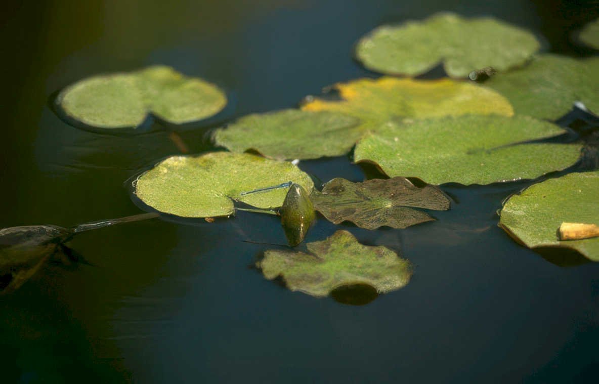 dragonfly lilypad pond Vintage A4 Photo Print