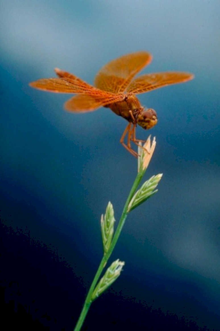 dragonfly orange grass1980s 1990s A4 Photo Print
