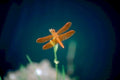 dragonfly orange reed1980s 1990s A4 Photo Print