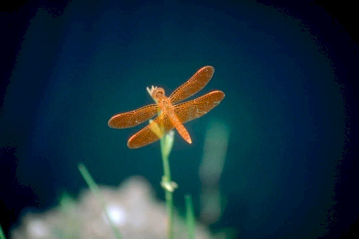 dragonfly orange reed1980s 1990s A4 Photo Print