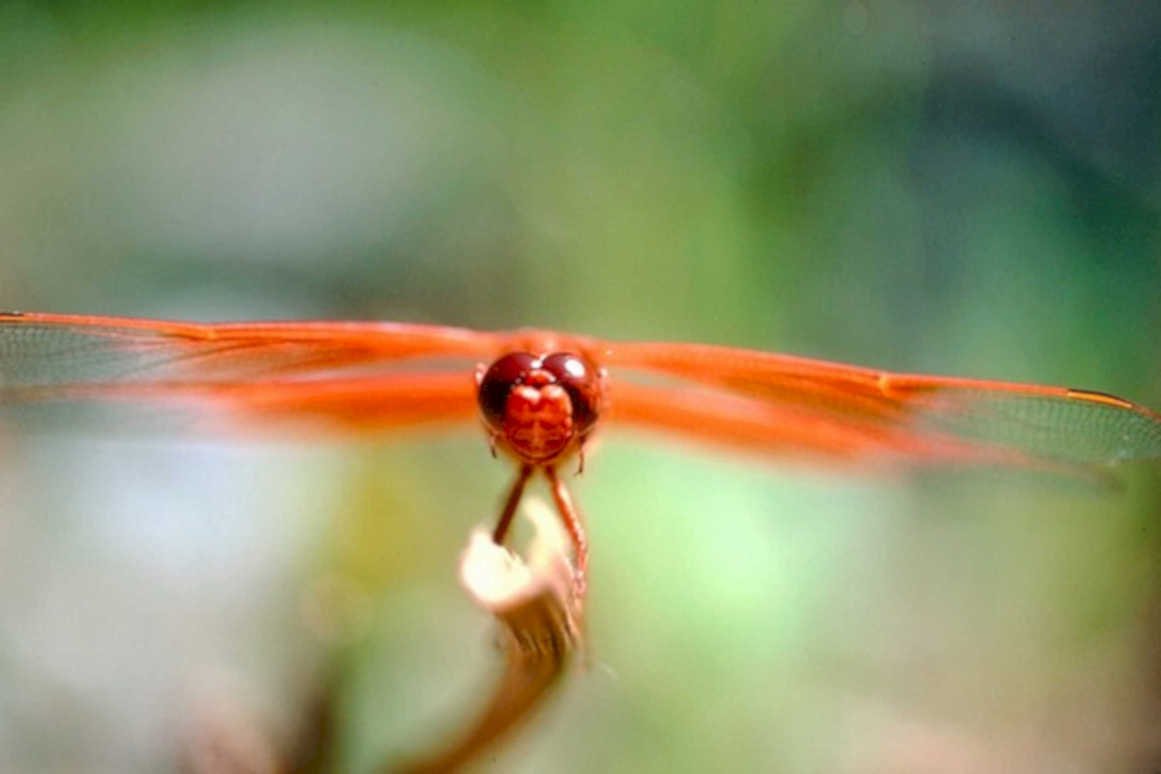 dragonfly orange wings1980s 1990s A4 Photo Print