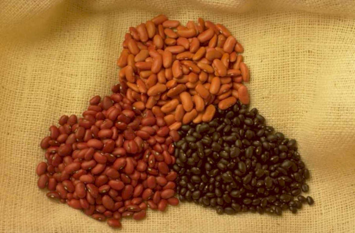 dried beans varieties 1980s 1990s A4 Photo Print