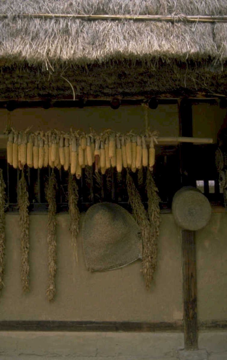 dried corn rye 1980s 1990s A4 Photo Print