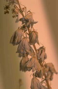 dried delphinium seedheads 1980s 1990s A4 Photo Print