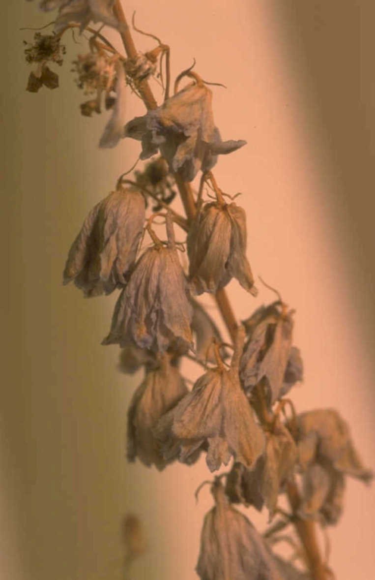 dried delphinium seedheads 1980s 1990s A4 Photo Print