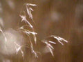 dried grasses seedheads1980s 1990s A4 Photo Print