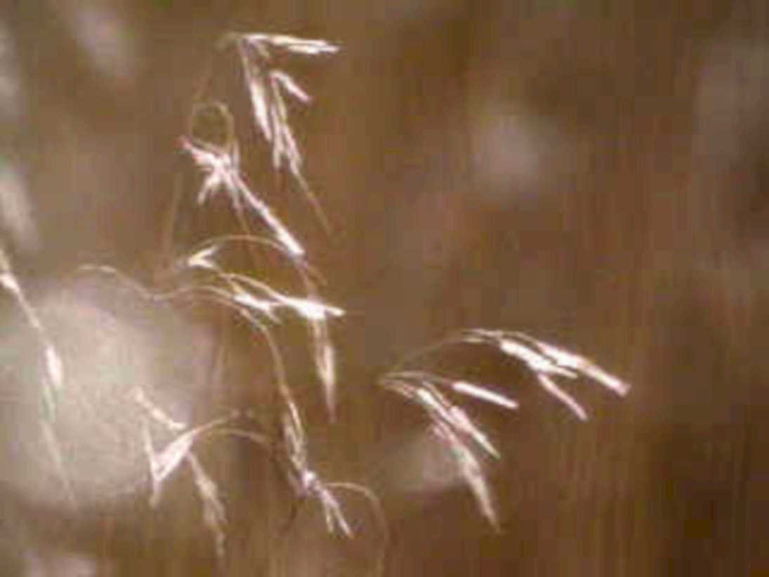 dried grasses seedheads1980s 1990s A4 Photo Print