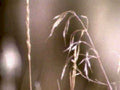 dried grasses stems1980s 1990s A4 Photo Print