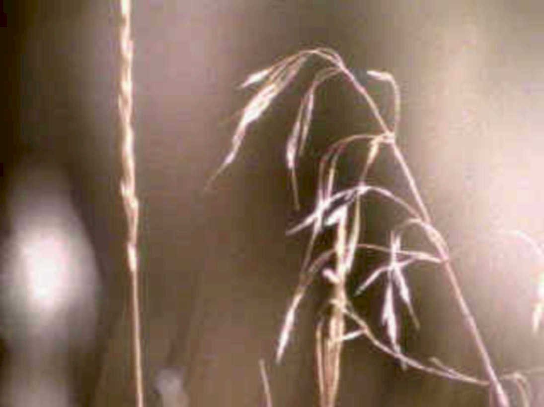 dried grasses stems1980s 1990s A4 Photo Print