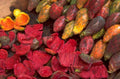 dried pitaya fruit 1980s 1990s A4 Photo Print