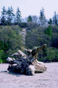 driftwood beach scene1980s 1990s A4 Photo Print