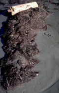 driftwood sand debris Vintage A4 Photo Print