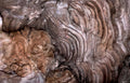 driftwood texture grain Vintage A4 Photo Print