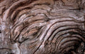 driftwood twisted grain Vintage A4 Photo Print