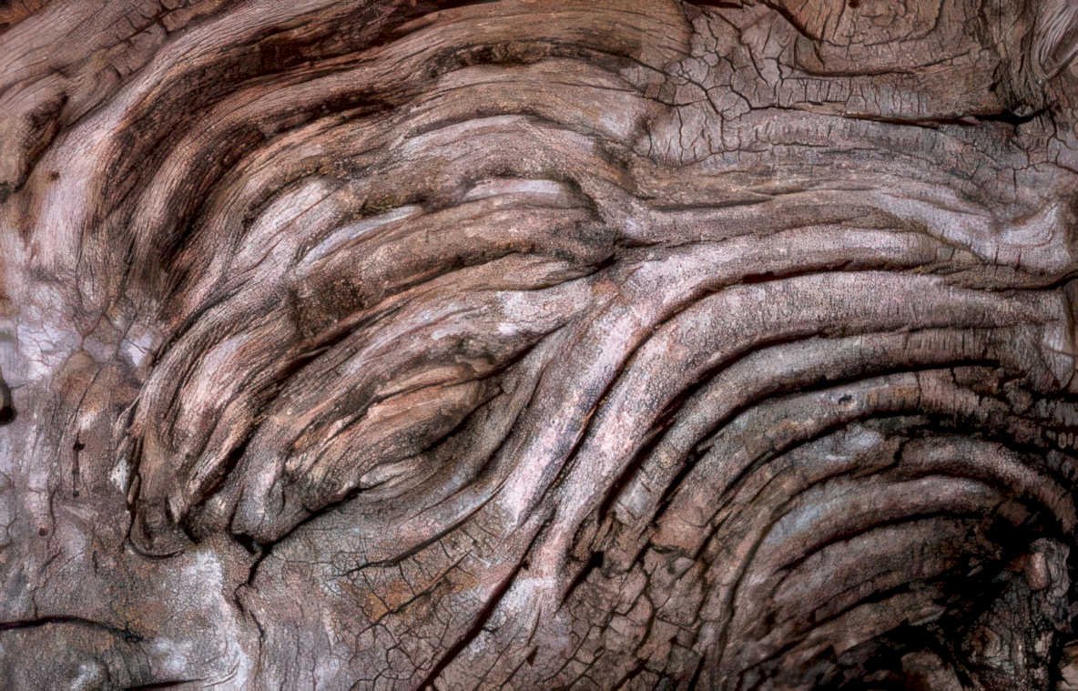 driftwood twisted grain Vintage A4 Photo Print