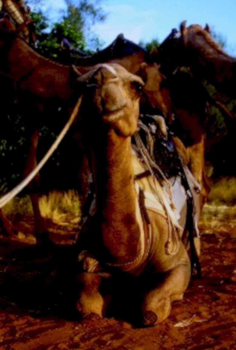 dromedary camel morocco1980s 1990s A4 Photo Print