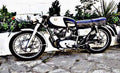 ducati daytona motorbike A4 Photo Print