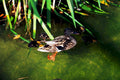 duck family pond1980s 1990s A4 Photo Print