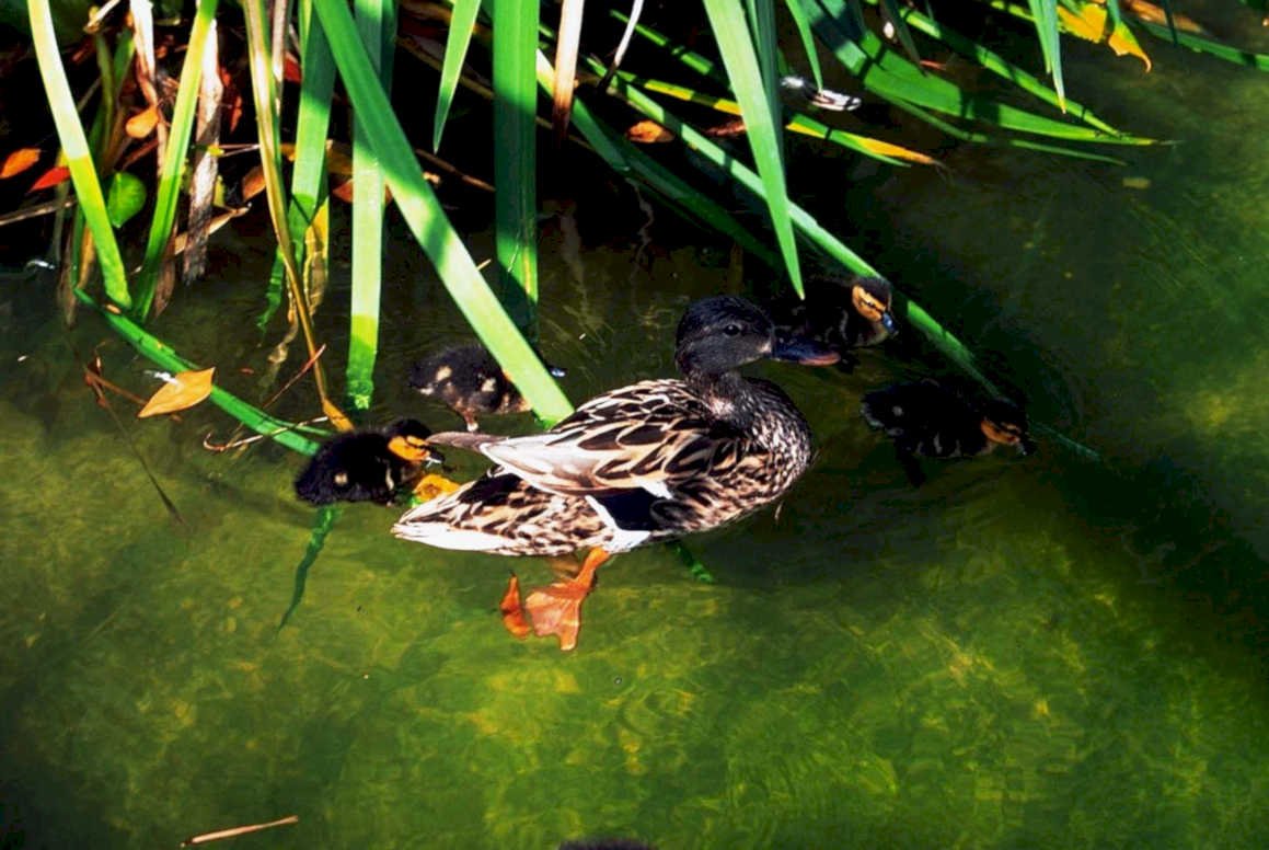 duck family pond1980s 1990s A4 Photo Print