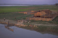 duck farm riverbank 1980s 1990s A4 Photo Print