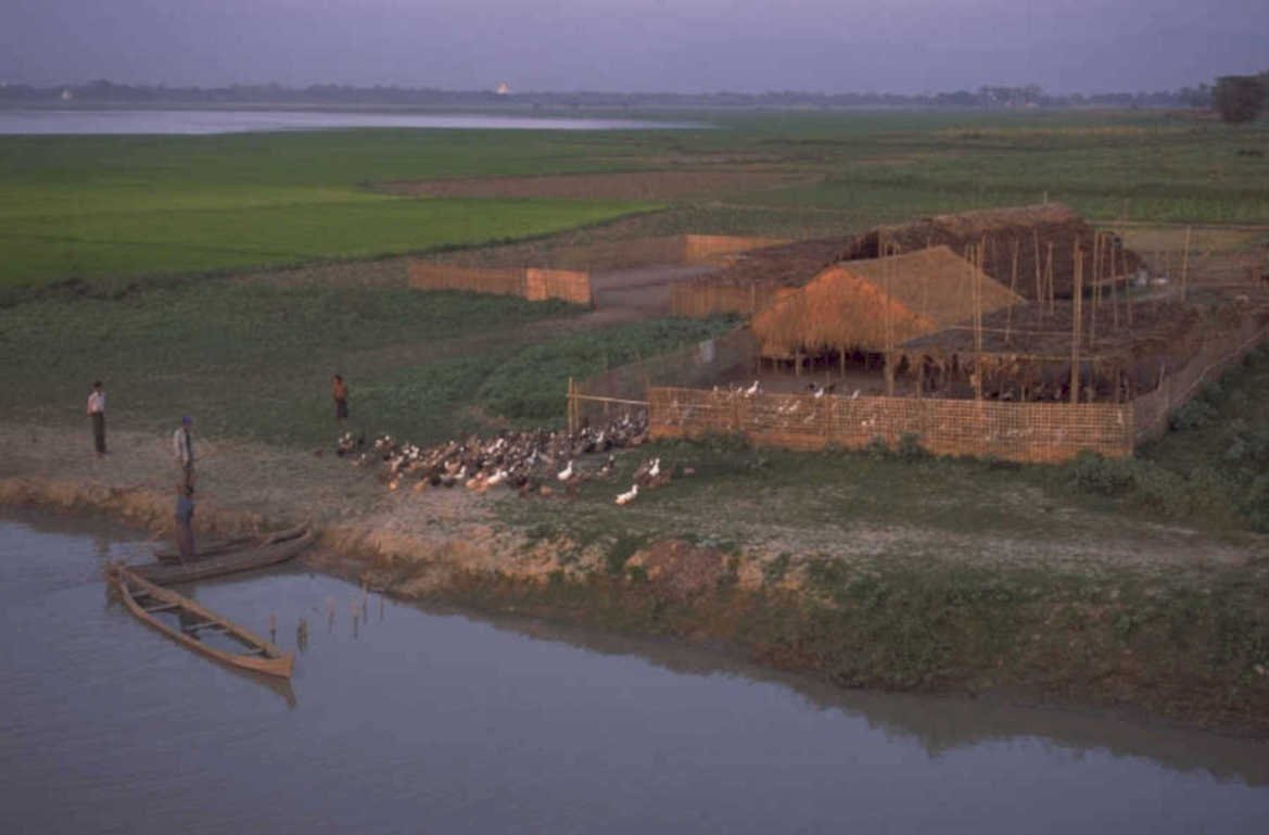 duck farm riverbank 1980s 1990s A4 Photo Print