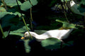 duck lotus pond 1980s 1990s A4 Photo Print