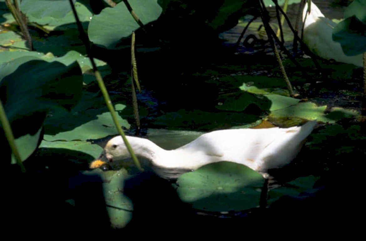 duck lotus pond 1980s 1990s A4 Photo Print