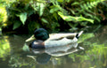 duck mallard water Vintage A4 Photo Print