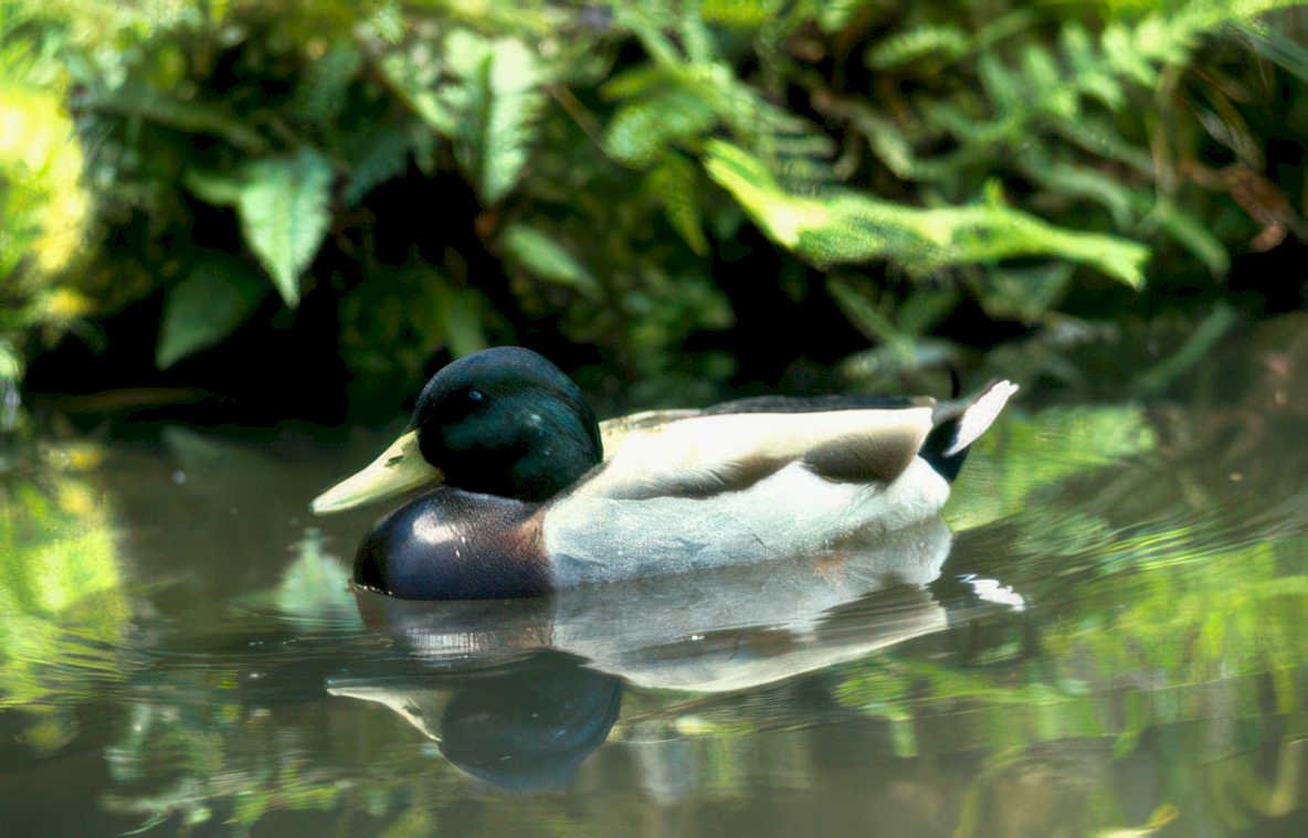 duck mallard water Vintage A4 Photo Print