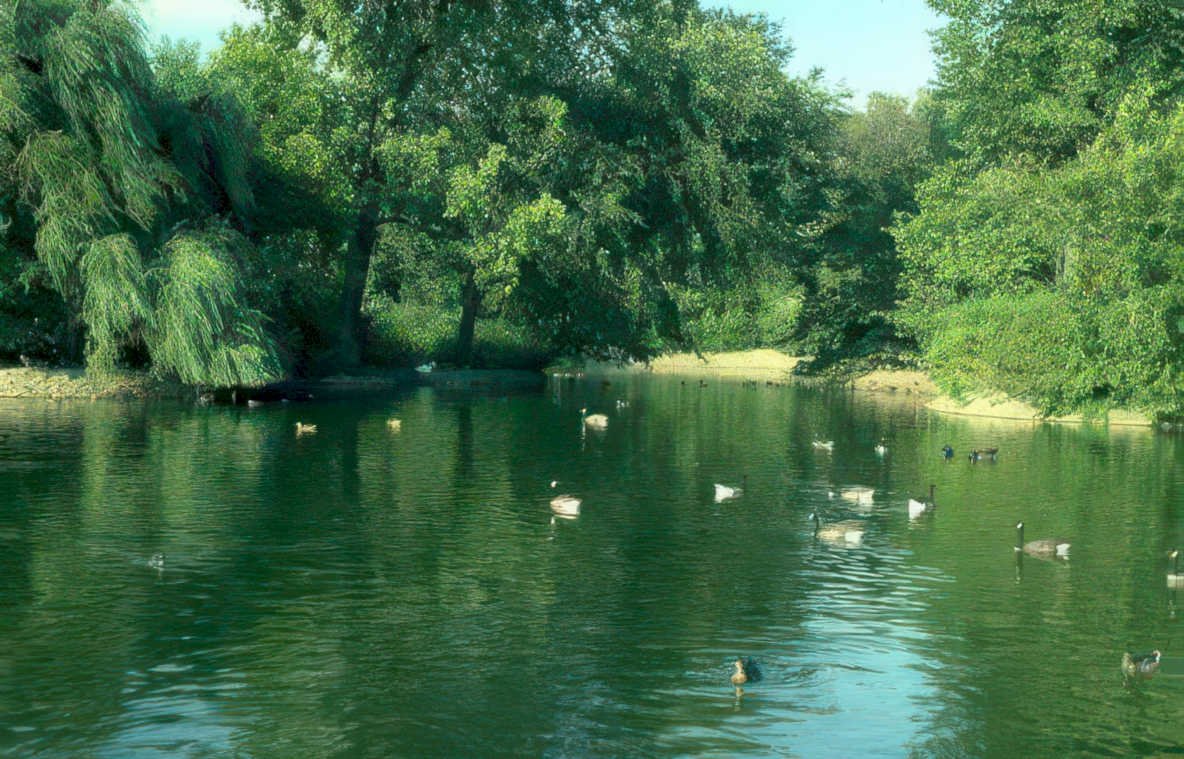 duck pond geese Vintage A4 Photo Print