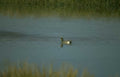 duck still water Vintage A4 Photo Print