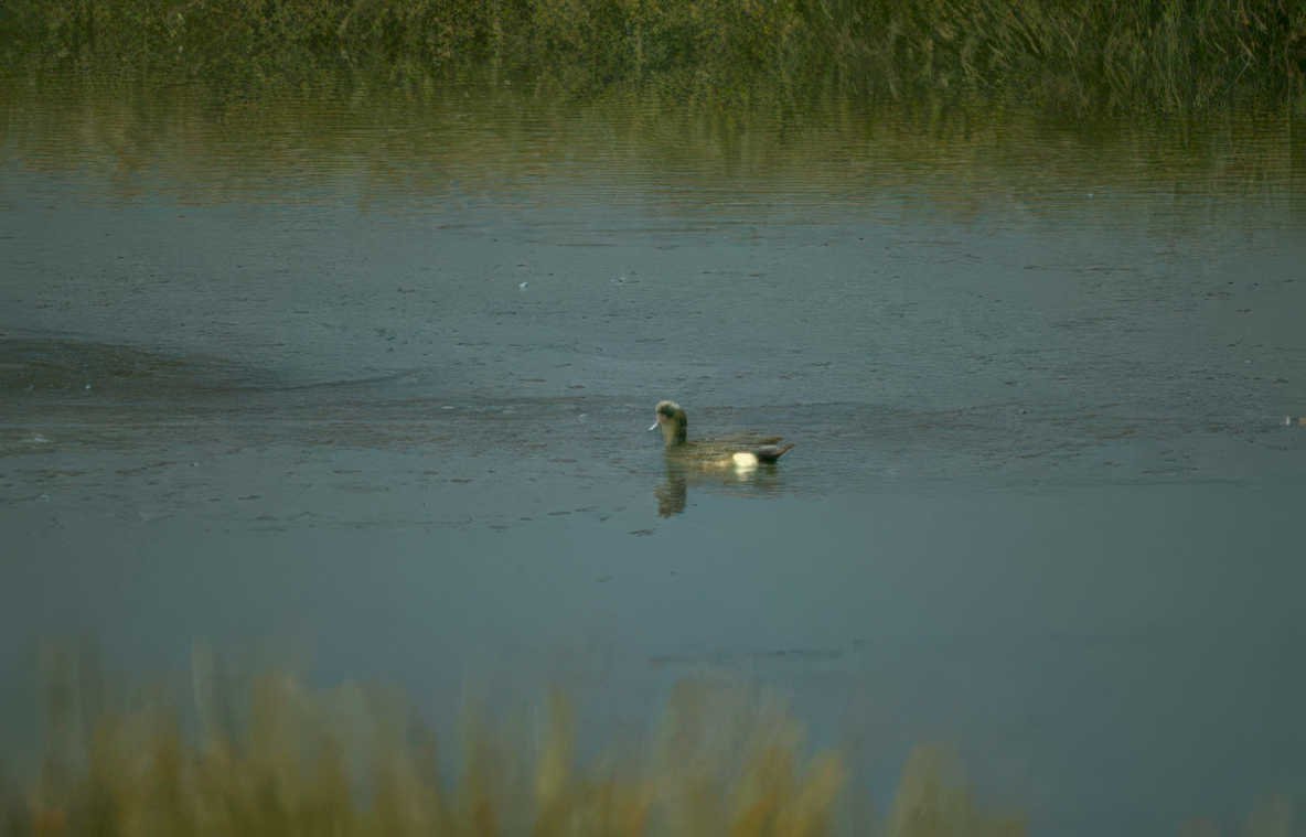 duck still water Vintage A4 Photo Print