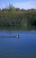 duck water reflection 1980s 1990s A4 Photo Print