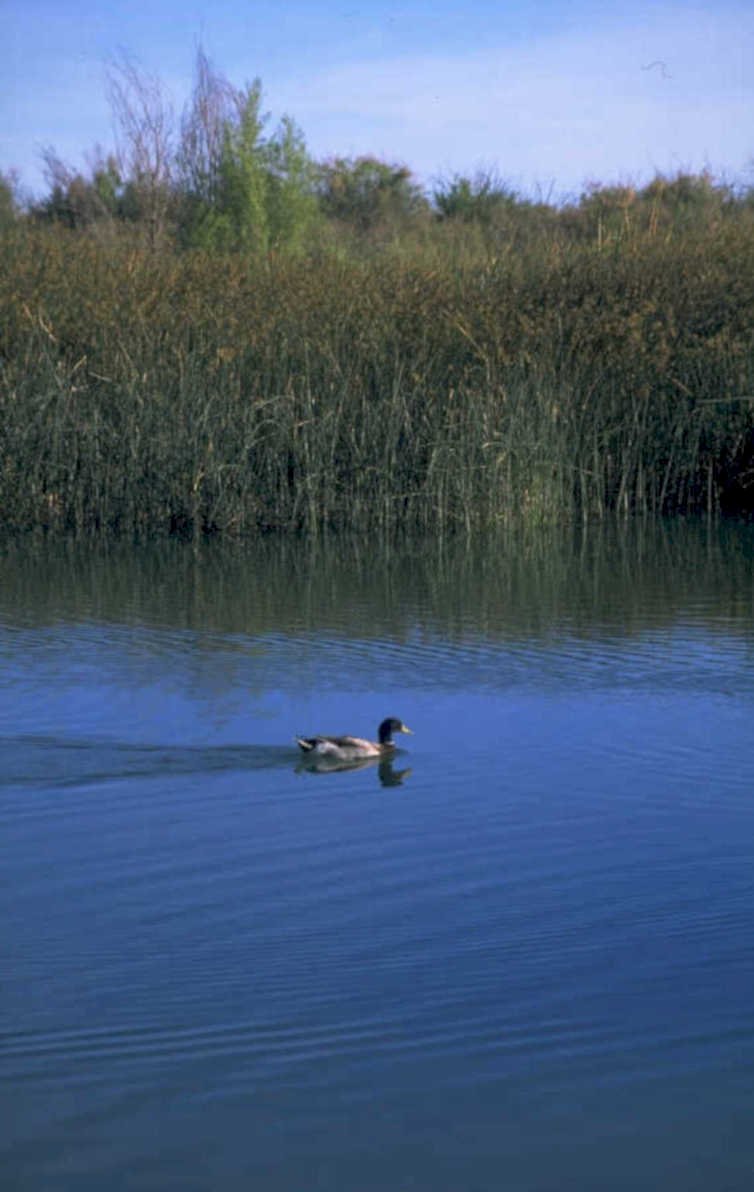 duck water reflection 1980s 1990s A4 Photo Print