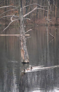 duck water wetland Vintage A4 Photo Print