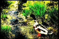 duck wetland summer Vintage A4 Photo Print